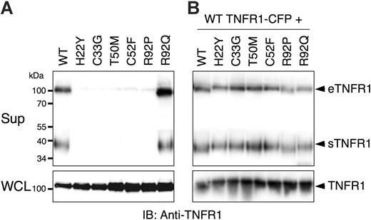 Figure 1. Mutations in TNFR1 prevent formation of forming soluble versions of the receptor. 293T cells were transiently transfected with the indicated TNFR1-YFP expression vectors without (A) or with (B) wild-type (WT) TNFR1-CFP. Medium was changed to serum-free medium and the cells were allowed to produce soluble TNFR1. Supernatants (Sup) and whole-cell lysates (WCL) were collected after 24 hours and analyzed by SDS-PAGE and immunoblotting with anti-TNFR1. eTFNR1 denotes exosome-associated full-length TNFR1; sTNFR1, soluble cleaved TNFR1 encoding the extracellular domain only.