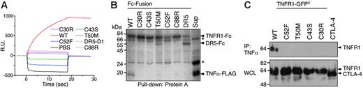 Figure 2. TRAPS mutations render TNFR1 unable to bind TNFα. (A) Surface plasmon resonance analysis of TNFα binding. Fc-fusions of wild-type (WT), the indicated mutant TNFR1-Fc, and control DR5-CRD1-Fc were injected onto BIAcore chips coated with immobilized TNFα. Sensorgrams show resonance units (RU) over time. (B) In vitro pull-down of TNFα with Fc-fusion proteins. The indicated purified Fc-fusion proteins were mixed with protein-A Sepharose beads and tissue-culture supernatant containing soluble TNFα-FLAG. After washing, proteins were removed from the Sepharose and run on SDS-PAGE. Gels were stained with Coomassie blue. The final lane is a pull-down of supernatant alone (sup) with anti-FLAG beads to confirm presence of TNFα. Nonspecific bands are indicated by an asterisk. (C) Immunoprecipitation of TNFR1-GFP2 with TNFα-FLAG. Lysate from 293T cells transfected with wild-type or TRAPS mutant ΔCD GFP2-fusion protein expression vectors or a CTLA4-GFP2 control fusion vector were mixed with anti-FLAG Sepharose beads precoated with TNFα-FLAG. After washing, proteins were eluted from the beads and run on SDS-PAGE along with whole-cell lysates (WCL). Immunoblots were performed with anti-GFP–HRP.