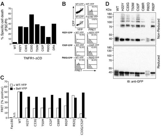Figure 3. Mutant TNFR1 do not functionally associate with wild-type TNFR1, but self-associate through intermolecular disulfide bonds. (A) Jurkat 4E3 cells were transfected with the indicated ΔCD TNFR1-YFP expression vectors and treated with TNFα. Cell viability was then determined by forward scatter and PI uptake using flow cytometry. (B-C) FRET analysis of TNFR1 interactions. 293T cells were transfected with TNFR1-CFP and -YFP fusion proteins and analyzed by flow cytometry. In the top set of plots, wild-type (WT) TNFR1-CFP was cotransfected with WT-TNFR1 or Fas-YFP. The dot plot shows the CFP+YFP+ population gating used for FRET analysis in all samples. The bottom set of plots depicts association between CFP-tagged mutant receptors and WT (left) or mutant (right) YFP-tagged receptors. (C) Percentage of FRET-positive cells from all WT and mutant combinations tested, analyzed as in panel B. (D) 293T cells were transiently transfected with ΔCD TNFR1-YFP fusion proteins, and whole-cell lysates were run on a polyacrylamide gel in nonreducing (top) or reducing (bottom) conditions. The proteins were then immunoblotted using anti-TNFR1.