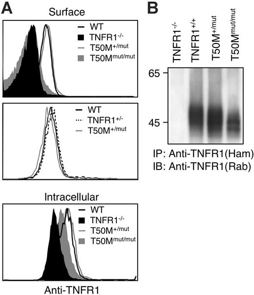 Figure 5. Lack of surface TNFR1 in T50M “knock-in” mice. (A) Peripheral-blood neutrophils (GR1+CD11b+) from mice with the indicated genotypes were stained with biotinylated anti-TFNR1 and streptavidin-PE before (surface) or after (intracellular) permeablization. Staining with isotype control biotinylated hamster Ig was equivalent to TNFR1 KO (data not shown). (B) Immunoprecipitation of wild-type and T50M equivalent mutant TNFR1. Splenocytes from mice of the indicated genotypes were lysed and immunoprecipitated with hamster anti–mouse TNFR1, followed by reducing SDS-PAGE and immunoblotting with rabbit anti-TNFR1.