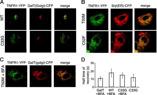 Figure 6. Retention of TRAPS mutant TNFR1 in the ER. (A-B) HT1080 cells were cotransfected with YFP fusion proteins of full-length wild-type or mutant TNFR1 and CFP fusion proteins of the Golgi marker GalT or the ER marker Srβ. Images were acquired by confocal microscopy. YFP fluorescence is shown in green and CFP fluorescence in red. (C) TRAPS mutant TNFR1 localization is not altered by Brefeldin A. T50M TNFR1-YFP was cotransfected with GalT-CFP as in panel A and cells were treated with Brefeldin A prior to confocal microscopy. (D) FRAP was analyzed in COS-7 cells transfected with wild-type and mutant forms of TNFR1 with the cytoplasmic domain truncated. A small area of the cell was bleached with the laser on high power, and the return of fluorescence to that area over time was monitored. t1/2 ± SD (n = 5) is shown for each condition.