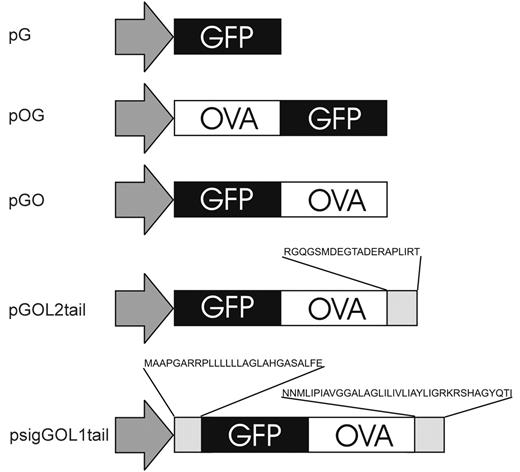 Figure 1. Plasmids used for protein expression in DCs. Plasmids were constructed using standard recombinant DNA techniques, and all constructs were sequenced for potential errors. Plasmid pG encodes GFP alone. Plasmids pOG and pGO encode for OVA-GFP and GFP-OVA fusion proteins, respectively. To obtain more efficient CD4 T-cell activation, plasmids pGOL2tail and psigGOL1tail were done: pGOL2 has a carboxyl-terminal sequence of LIMP-2 protein attached to GFP-OVA fusion, whereas psigGOL1tail has both amino- and carboxyl-terminal signal sequences of LAMP-1 protein connected to GFP-OVA fusion.