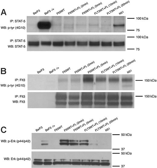 Figure 1. Differences in STAT5 activation by FLT3-ITD and ligand-stimulated Flt3WT. STAT5 (A) or FLT3 (B) activation was examined by immunoblot analysis of Ba/F3 cell lysates starved of IL-3 for 4 hours. For FL stimulation, starved cells were treated with 100 ng/mL FL and incubated for 2, 5, 10, or 20 minutes at 37°C. For stimulation with IL-3, starved cells were treated with 10 ng/mL IL-3 and incubated for 10 minutes at 37°C Total cell lysates were immunoprecipitated with an anti-STAT5 antibody or anti-FLT3 antibody and separated by SDS-PAGE. Immunoblot analysis was conducted with an antiphosphotyrosine (4G10) antibody (top rows). The blots were then stripped and reprobed with anti-STAT5 or anti-FLT3 antibody (bottom rows). The same lysates were also analyzed for p44/42 MAP kinase (Erk) activation (C) by immunoblotting with an anti–phospho-Erk antibody (top row) and anti-Erk antibody (bottom row).