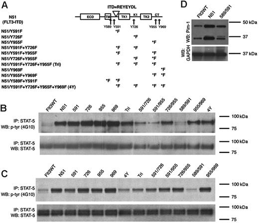 Figure 2. FLT3-ITD–mediated STAT5 activation in cells expressing Tyr→Phe mutants. (A) A schematic diagram showing the 5 identified tyrosine-phosphorylated sites and their localization within the FLT3 receptor. The duplicated residues of the N51 internal tandem duplication are also shown. The various Tyr→Phe substitutions created in FLT3-ITD are indicated. ECD indicates extracellular domain; TM, transmembrane domain; TK1 and TK2, tyrosine kinase domains; KI, kinase insert; ITD, internal tandem duplication; and CT, C-terminal tail. STAT5 activation was examined by immunoblot analysis of Ba/F3 (B) or 32D (C) cell lysates starved of IL-3 for 4 hours. Total cell lysates were immunoprecipitated with an anti-STAT5 antibody and separated by SDS-PAGE. Immunoblot analysis was conducted with an antiphosphotyrosine (4G10) antibody (top rows). The blots were then stripped and reprobed with an anti-STAT5 antibody (bottom rows). (D) Pim-1 expression was examined by immunoblot analysis of 32D cell lysates starved of IL-3 for 4 hours. The blot was stripped and reprobed with anti-GAPDH antibody to show equivalent protein loading. Pim-1 is expressed as both a 33 and 44 kDa form in mice due to the presence of an upstream alternative translational start site.23