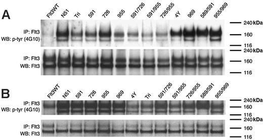 Figure 3. FLT3 activation in cells expressing FLT3-ITD Tyr→Phe mutants. Tyrosine phosphorylation was examined in Ba/F3 (A) or 32D (B) cell lysates that were starved of IL-3 for 4 hours. Cell lysates were immunoprecipitated with an anti-FLT3 antibody and subjected to SDS-PAGE separation. Immunoblot analysis was conducted with an antiphosphotyrosine (4G10) antibody (top rows). The blots were then stripped and reprobed with anti-FLT3 antibody (bottom rows).