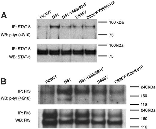 Figure 5. Role of tyrosines 589 and 591 in FLT3-D835Y–mediated FLT3 activation and STAT5 signaling. (A) STAT5 activation was examined in 32D cells stably expressing FLT3WT, FLT3-ITD (N51), N51-Y589/591F, D835Y, or D835Y-Y589/591F. Cells were starved of IL-3 for 4 hours. Cell lysates were immunoprecipitated with an anti-STAT5 antibody and separated by SDS-PAGE. Immunoblot analysis was conducted with an antiphosphotyrosine (4G10) antibody. The blot was then stripped and reprobed with an anti-STAT5 antibody. (B) FLT3 activation was also analyzed in the same cells by immunoprecipitation with anti-FLT3 antibody followed by immunoblot analysis with an antiphosphotyrosine antibody.
