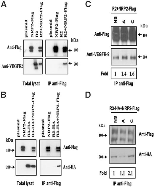 Figure 1. NRP-2 associates with VEGFR-2 and VEGFR-3 in a ligand-dependent manner in HEK cells. HEK cells were transfected with an empty vector (plasmid), NRP-2–Flag, VEGFR-2, HA–VEGFR-3 or cotransfected with NRP-2–Flag and either VEGFR-2 or VEGFR-3HA. Cells were either left unstimulated (A-B) or stimulated (C-D) with VEGF-A 10 ng/mL (lane A) or VEGF-C 100 ng/mL (lane C) for 10 minutes at 37°C. After immunoprecipitation with anti-Flag antibody, the receptors were immunoblotted with anti-Flag and anti–VEGFR-2 (A,C) or with anti-Flag and anti-HA (B,D). Bands were quantified and normalized to total amount of NRP-2 and then compared with unstimulated cells. The resulting fold increase of VEGFR-2/NRP-2 and VEGFR-3/NRP-2 association in response to VEGF-A and VEGF-C is indicated below the Western blots. Results are representative of 3 independent experiments with similar results.
