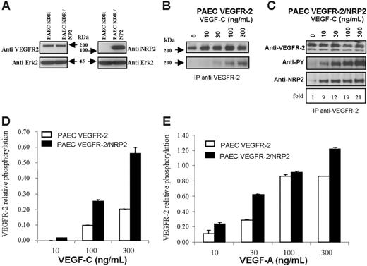 Figure 2. NRP2/VEGFR-2 interaction enhances VEGFR-2 phosphorylation induced by VEGF-A and VEGF-C in PAECs. PAECs stably expressing VEGFR-2 were transfected with NRP2. (A) Western blot analysis of VEGFR-2 and NRP2 expression in VEGFR-2– and VEGFR-2/NRP-2–expressing cells. The blot was cut around 70 kDa; the top part was incubated with either anti–VEGFR-2 or anti-NRP2 and the bottom part with anti-Erk antibodies. (B-C) Phosphorylation of VEGFR-2 induced by VEGF-C in cells coexpressing NRP2 (C) or not (B). Cells were stimulated with the indicated concentration of VEGF-C for 10 minutes at 37°C. Cell lysates were immunoprecipitated with anti–VEGFR-2 antibodies. Samples from PAEC VEGFR-2 and PAEC VEGFR-2/NRP2 were run on 2 separate gels, but membranes were exposed together on the same film for the same amount of time. Proteins were immunoblotted with anti-phosphotyrosine (PY), anti–VEGFR-2, or anti-NRP2 (C). The values below the anti-NRP2 indicate the fold increase in the association between NRP2 and VEGFR-2 in response to VEGF-C. (D-E) Phosphorylation of VEGFR-2 was quantified by ELISA, and specific signal was normalized to the total amount of VEGFR-2 which was also measured by ELISA. Cells were stimulated with the indicated concentration of either VEGF-A or VEGF-C as described in panels B and C. Results are representative of 2 independent experiments, and data are shown as mean ± SEM.