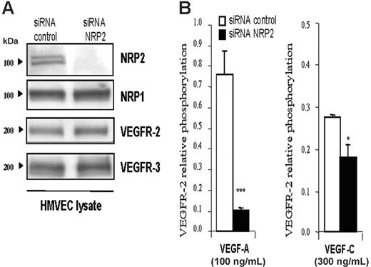 Figure 3. NRP2 enhances the VEGFR-2 phosphorylation threshold induced by VEGF-A and VEGF-C in HMVECs. (A) Immunoblot analysis of HMVECs transfected with control or NRP2 siRNA (100 nM each). Thirty-six hours after transfection, cells were lysed, and 20 μg total protein extracts were submitted to Western blot analysis with the indicated antibody. (B) Level of VEGFR-2 phosphorylation induced by VEGF-A (100 ng/mL) or VEGF-C (300 ng/mL) in HMVECs transfected with control or NRP2 siRNA. Phosphorylation was quantified by ELISA as described in Figure 2. Data are plotted as mean ± SEM. The statistical analysis of differences in VEGF-induced responses between control siRNA and NRP2 siRNA-transfected cells was carried out using ANOVA (*P ≤ .05; ***P < .001). Similar results were obtained in 2 independent experiments with VEGF-A and 4 with VEGF-C.