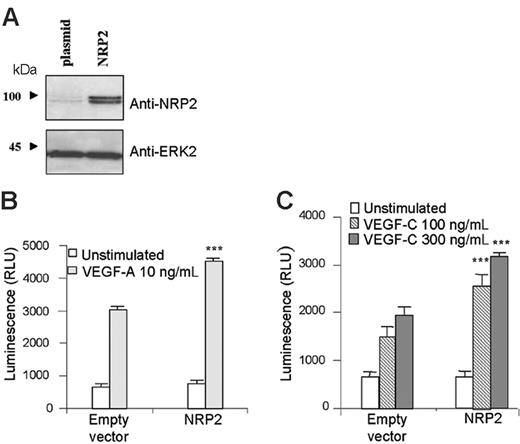 Figure 4. NRP2 overexpression enhances human endothelial cell survival induced by VEGF-A and VEGF-C. HMVECs were transfected with either empty vector (plasmid) or vector containing NRP2. (A) The level of NRP2 expression was assessed by Western blot analysis. (B-C) For survival assay, cells were seeded in triplicate in gelatinized 96-well plates in RPMI containing 0.1% FCS and stimulated with either VEGF-A 10 ng/mL (B) or VEGF-C 100 ng/mL and 300 ng/mL (C). Data are plotted as mean ± SEM. The statistical analysis of differences in VEGF-stimulated responses between empty vector and NRP2-transfected cells was carried out by using ANOVA (***P < .001). Results are representative of 3 independent experiments.