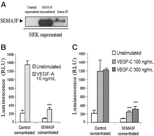 Figure 5. SEMA3F inhibits HMVEC survival induced by VEGF-A and VEGF-C. (A) Supernatants from HEK cells transfected with empty vector or SEMA3F were analyzed by Western blot analysis. Twenty-four hours after transfection, supernatants were harvested and replaced with serum-free media for additional 24 hours. Supernatants were then collected, centrifuged, and filtered prior to concentration. An aliquot containing 20 μg total proteins was analyzed by Western blot. (B-C) Survival assay of HMVECs stimulated in the presence of control or SEMA3F-concentrated medium. Cells were seeded in triplicate in gelatinized 96-well plates in medium containing 0.1% FCS. Cells were then left unstimulated or stimulated with VEGF-A 10 ng/mL (B) or VEGF-C 100 and 300 ng/mL (C) in the presence of control- or SEMA3F-conditioned media (***P < .001 versus the respective stimulation of cells incubated with the control medium). Data are shown as mean ± SEM. Results are representative of 2 independent experiments.