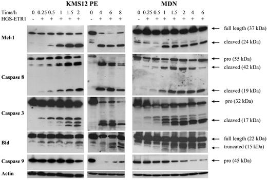 Figure 4. Kinetics of Mcl-1, caspases 3, 8, and 9, and Bid cleavage in MDN and KMS12PE. Myeloma cells (3 million/6 mL) cultured with (MDN) or without (KMS12PE) 3 ng/mL IL-6 were treated with 0.6 μg/mL HGS-ETR1 mAb during various times. Western blot analysis was performed as described in “Materials and methods.”