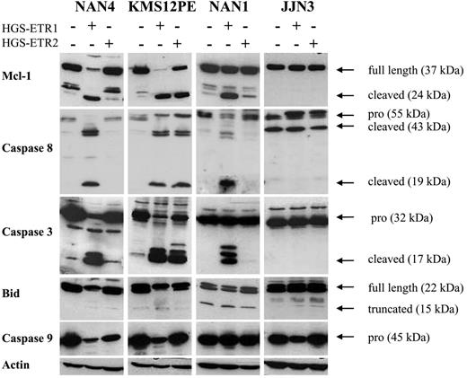 Figure 5. HGS-ETR1 mAb– and HGS-ETR2 mAb–induced cell death are always associated with Mcl-1 cleavage. Myeloma cells (3 million/6 mL) were cultured for 7 hours with (NAN-1, NAN-4) or without (KMS12PE, JJN3) 3 ng/mL IL-6 in the presence or absence of 0.6 μg/mL HGS-ETR1 or HGS-ETR2 mAb, as indicated.