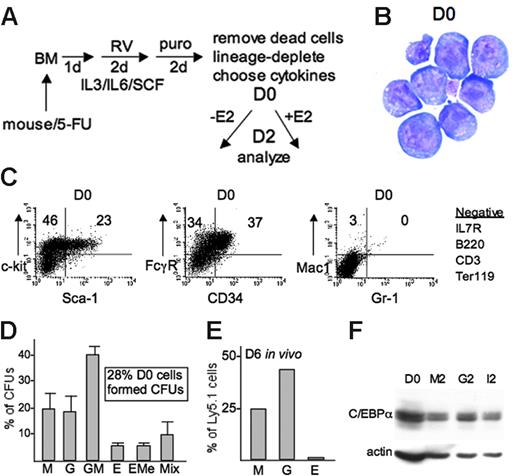 Figure 1. Protocol for assessing rapid effects on myelopoiesis and the starting cell population obtained. (A) The protocol used to obtain a cell population containing myeloid progenitors transduced with C/EBPα-ER or PU.1-ER(T) but lacking mature myeloid cells. Cells were split on day 0 (D0) with or without E2 and analyzed on D2. (B) Wright-Giemsa stain of cytospun D0 cells. (C) D0 cells were analyzed by FACS for expression of the indicated surface markers. (D) CFUs arising from D0 cells plated in SCF, IL-11, IL-3, GM-CSF, Epo, and Tpo were enumerated (mean values and SE from 2 determinations with independently transduced cells are shown). (E) Percentage of transduced D0 Ly5.1 marrow cells that were monocytes (M, Mac1+Gr-1–), granulocytes (G, Mac1+Gr-1+), or erythroid cells (E, Ter119+) 6 days after transplantation into Ly5.2 mice (cells pooled from 5 recipients). (F) Protein extracts from D0 cells or equal numbers of D0 cells cultured for 2 days in M-CSF/SCF (M2), G-CSF/SCF (G2), or IL-3/IL-6/SCF (I2) were subjected to Western blotting for endogenous C/EBPα or β-actin.