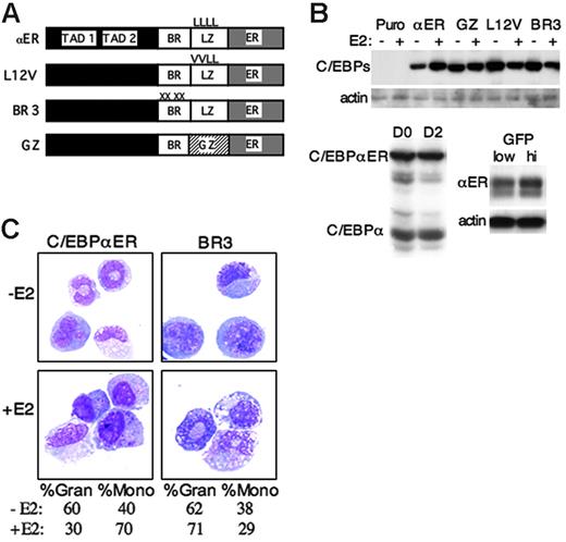 Figure 2. C/EBPα-ER favors monocytic morphologic development. (A) Diagram of C/EBPα-ER and 3 mutant variants. TAD indicates transactivation domain; BR, basic region; LZ, leucine zipper; GZ, GCN4 leucine zipper; ER, estradiol receptor ligand-binding domain. (B) Western analysis of each variant 2 days after culture of lineage-depleted, transduced marrow cells with or without E2, detected with ER antiserum (top). Western blot of C/EBPα-ER and endogenous C/EBPα, without E2 on D0 and D2, detected with C/EBPα antiserum (bottom left). Detection of C/EBPα-ER in low versus high GFP cells after transduction with MIGR1-C/EBPαER, using ER antiserum (bottom right). (C) Marrow cells transduced with pBabePuro-C/EBPαER (αER) pBabePuro-C/EBPαBR3 (BR3), lineage-depleted and then cultured with or without E2 for 2 days were visualized by Wright-Giemsa staining. The differentials obtained from counting 100 cells per culture are shown below the micrographs. %Gran includes granulocytes, bands, metamyelocytes, myelocytes, and promyelocytes. %Mono represents the number of monocytes.