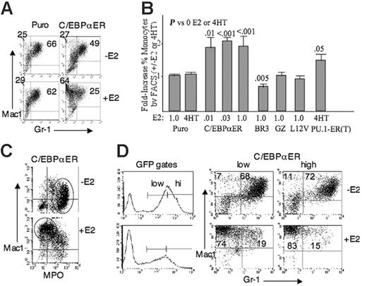 Figure 3. C/EBPα-ER favors monocytic development as assessed by FACS. (A) Marrow cells transduced with pBabePuro or pBabePuro-C/EBPαER, lineage-depleted, and cultured with or without 1 μME2 for 2 days were subjected to FACS for Mac1 and Gr-1. (B) Results from 3 experiments with the indicated vectors. Puro was evaluated in both E2 and 4HT, and C/EBPα-ER was evaluated in several E2 doses. The fold increase in monocytic cells resulting from E2 was obtained as: (% monocytic cells with E2)/(% monocytic cells without E2). For, the C/EBPα-ER data in panel A, this would be (64/64 + 25)/(27/27 + 49). Mean values and SE from 3 determinations are shown. (C) FACS analysis for Mac1 and MPO using C/EBPα-ER–transduced cells. (D) Marrow cells transduced with MIGR1-C/EBPαER, lineage-depleted and then cultured with or without E2 were analyzed for Mac1 and Gr-1 expression within the indicated low-GFP and high-GFP gates on day 3.