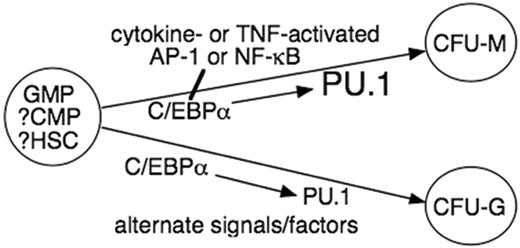Figure 6. Model for the role of C/EBPα in myeloid lineage commitment. C/EBPα directs CMP to the GMP stage, perhaps via induction of PU.1.8,9,15 We propose that C/EBPα then interacts with cytokine/TNF-α–activated AP-1 or NF-κB p50 to direct monocytic commitment via further elevation of PU.1. In the presence of alternative signals, C/EBPα contributes to granulopoiesis, but PU.1 level or activity is not further induced. Our findings leave open the possibility that increased C/EBPα in CMPs or HSCs also directly induces monocytic or granulocytic commitment dependent on their expression of requisite cooperating factors.