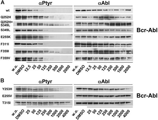 Figure 5. Inhibition of autophosphorylation in Bcr-Abl–mutant, nilotinib-resistant cell lines. Mutations that emerged in the nilotinib screen were reengineered and expressed in Ba/F3 cells. Cells were incubated without and in the presence of nilotinib at the indicated concentrations. Cell lysates were subjected to SDS-PAGE. Blots were probed for phosphotyrosine (left) and Abl (right). (A) Results for resistance mutations displaying cellular IC50 values of less than 500 nM and (B) for mutants causing strong resistance toward nilotinib with cellular IC50 values of 500 nM or above.