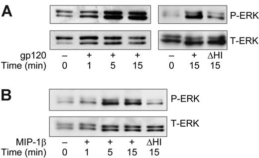 Figure 1. R5 gp120 and MIP-1β activate ERK-1/2 in human macrophages. MDMs were stimulated with (A) R5 gp120 (40 nM) or (B) MIP-1β (25 nM). Cell lysates were harvested at the indicated time points and subjected to Western blot with phospho-specific ERK-1/2 (P-ERK) antibodies. Membranes were stripped and reblotted with antibodies to determine total ERK-1/2 protein (T-ERK). ΔHI indicates protein subjected to heat denaturation.