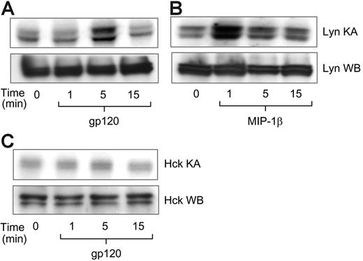 Figure 2. Lyn kinase activity is up-regulated by gp120 and MIP-1β in macrophages. MDMs were stimulated with (A,C) R5 gp120 (40 nM) or (B) MIP-1β (25 nM). At the indicated time points cell lysates were immunoprecipitated with antibodies specific for Lyn or Hck kinases and subjected to in vitro kinase assay (KA; top rows). In parallel, retained cell lysates (25 μg) were subjected to Western blotting for total Lyn or Hck protein (WB; bottom rows).