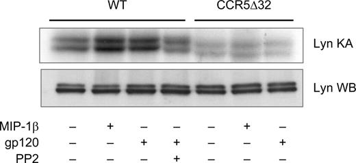 Figure 3. Lyn kinase activation is CCR5-dependent. MDMs were harvested from donors homozygous for either the CCR5 wild-type (WT) or Δ32 deletion (CCR5Δ32) alleles, pretreated for 1 hour with or without the Src inhibitor PP2 (10 μM), and stimulated for 1 minute with R5 gp120 (40 nM) or MIP-1β (25 nM). Cell lysates were then either immunoprecipitated using anti-Lyn antibodies followed by in vitro kinase assay (KA; top row), or analyzed for total Lyn protein by Western blot (WB; bottom row).