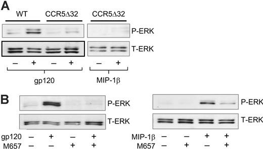 Figure 4. CCR5 mediates ERK-1/2 phosphorylation. (A) MDMs from wild-type or CCR5Δ32 homozygous donors were stimulated for 15 minutes with R5 gp120 (40 nM) or MIP-1β (25 nM). Cell lysates were then subjected to Western blot using antibodies specific for phosphorylated (P-ERK) or total ERK-1/2 protein (T-ERK). (B) MDMs were pretreated for 1 hour with the CCR5 antagonist M657 (1 μM), stimulated in the continued presence of the inhibitor with R5 gp120 or MIP-1β, and analyzed by Western blot for phosphorylated or total forms of ERK-1/2.