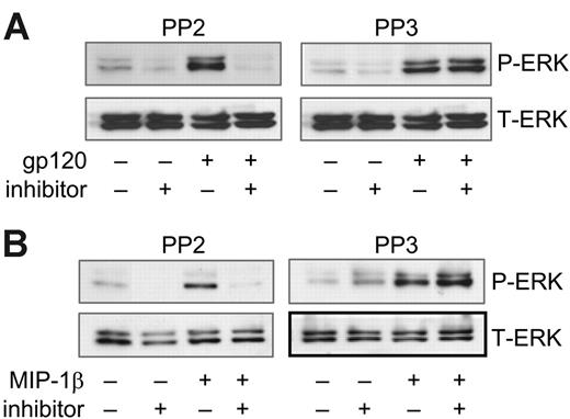 Figure 5. ERK-1/2 activation through CCR5 is sensitive to Src inhibition. MDMs were pretreated for 1 hour with the Src kinase inhibitor PP2 (10 μM) or the negative control PP3 (10 μM), then stimulated for 15 minutes in the continued presence of the inhibitor with (A) R5 gp120 (40 nM) or (B) MIP-1β (25 nM). Cell lysates were subjected to ERK-1/2 Western blot using phospho-specific (P-ERK) or total ERK-1/2 antibodies (T-ERK).