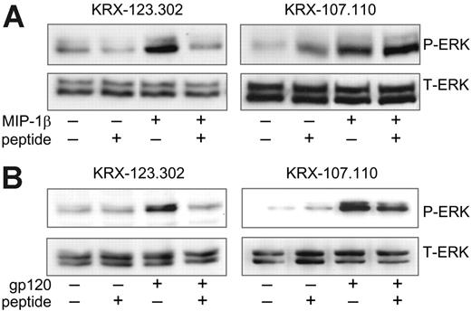 Figure 6. Lyn inhibition blocks CCR5-mediated ERK-1/2 activation. MDMs were pretreated for 2 hours with the Lyn kinase peptide inhibitor KRX-123.302 (0.1 μM) or the negative control peptide KRX-107.110 (0.1 μM). Cultures were then stimulated for 15 minutes with (A) MIP-1β (25 nM) or (B) R5 gp120, in the continued presence or absence of peptides. Cell lysates were subjected to ERK-1/2 Western blot using phospho-specific antibodies (P-ERK). Membranes were then stripped and reblotted with total ERK-1/2 antibodies (T-ERK).