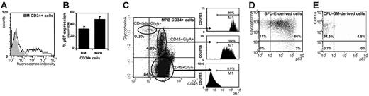 Figure 1. p67 expression defines erythroid progenitor cells. (A) p67 expression on CD34+ cells: p67 expression was detected on CD34+ cells from BM by staining with anti-p67Ab. (Representative FACS histogram, n = 8; grey area indicates FITC-labeled secondary Ab; black line, anti-p67+ FITC-labeled secondary Ab.) (B) Differential p67 expression on BM and MPB CD34+ cells: 34% ± 4% (mean ± SEM; range: 20%-48%) of BM CD34+ cells expressed p67. The frequency of p67-expressing cells among MPB CD34+ cells was 50% ± 5% (range: 38%-60%, P = .024, 8 donors for BM, 5 donors for MPB). (C) p67 expression by CD34+ cells is selective for erythroid cells: Among MPB CD34+ cells, glycophorin A+ cells were relatively infrequent (5.1%). However, 99% of the rare CD45dim glycophorin A+ cells (top) and 100% of the CD45+ glycophorin A+ cells (middle) expressed p67. p67 was also expressed on less than 10% of CD45+ glycophorin A– cells (bottom). Similar data were obtained from 2 samples of BM cells: Although in these BM samples CD34+ glycophorin A+ cells were even less frequent (0.2%), essentially all coexpressed p67 (not shown). (D) Coexpression of p67 and erythroid lineage markers: The majority of early BFU-E–derived cells coexpress glycophorin A and p67. By morphology and benzidine staining, these cells were identified as proerythroblasts (Figure S1) (representative FACS dot plot from 3 independent experiments). (E) Myeloid cells do not express p67: CFU-GM–derived cells, identified as myeloid cells by CD45 and CD11a expression and negativity for glycophorin A, did not express p67 (representative FACS dot plot from 2 independent experiments).