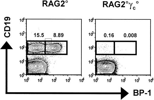Figure 1. Bone marrow B cells in C57Bl/6Ly5.1, Rag2°, and Rag2°γc° mice. Bone marrow cells from these mice were stained for CD19 and BP-1. Shown are propidium iodide (PI)–negative cells within the lymphocyte gate. The boxed populations represent 2 subpopulations of the pro–B cells: CD19+BP-1– cells, which correspond to fraction B cells according to the Hardy scheme,17 and CD19+BP-1+ cells, which correspond to fraction C cells according to the Hardy scheme.17 Numbers indicate the percentage of cells in the respective box among lymphocytes.
