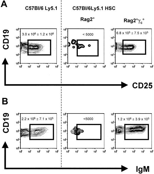Figure 2. Bone marrow B cells in reconstituted Rag2° and Rag2°γc°. Mice were analyzed 10 weeks after receiving transplants with 1 × 104 sorted Lin-cKit+Sca1+ cells from wild-type C57Bl/6Ly5.1 mice. Age-matched C57Bl/6Ly5.1 mice were used for control. (A) Data represent profiles of CD19 versus CD25 expression on bone marrow cells from engrafted mice. (B) Profiles of CD19 versus IgM expression. Data represent profiles of gated CD45.1+ propidium iodide (PI)–negative cells. One representative analysis of at least 3 experiments is shown. Numbers indicate the absolute cell number in the respective quadrant. The dotted line separates the flow cytometric results from the unmanipulated C57Bl/6Ly5.1 from that of the reconstituted recipient mice.