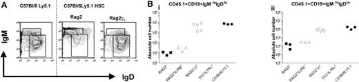 Figure 3. Splenic B cells from reconstituted Rag2° and Rag2°γc° mice. Mice were analyzed 10 weeks after bone marrow transplantation with 104 sorted Lin–cKit+Sca1+ cells of wild-type C57Bl/6Ly5.1 mice. Age-matched C57Bl/6Ly5.1 mice were used as control. (A) Splenic B cells from these mice were stained for CD45.1, CD19, IgM, and IgD. Data represent profiles of IgM and IgD expression on gated CD45.1+CD19+ PI– cells. The dotted line separates the flow cytometric results from unmanipulated C57Bl/6Ly5.1 mice and those from the reconstituted recipient mice. Absolute cell numbers are given in panel 3B. (B) Absolute cell numbers of CD45.1+CD19+IgMloIgDhi cells (i) and CD45.1+CD19+IgMhiIgDlo (ii) cells found in the respective recipient mice.