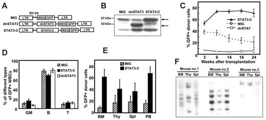 Figure 1. Effect of manipulating STAT3 activities of mouse bone marrow cells on their hematopoietic repopulating ability. (A) Schematic drawings of the first 3 retroviral vectors used: MSCV-IRES-GFP (MIG, the control vector) and vectors encoding a dnStat3 cDNA or a Stat3-C cDNA. (B) Protein expression of STAT3-C or dnSTAT3 in transduced bone marrow cells analyzed 2 days after transduction. Arrows show the position of the proteins indicated. (C) Effect of altering the STAT3 activity of transplanted bone marrow cells on their in vivo repopulating ability. Bone marrow cells from 5-FU–pretreated Pep3b mice were transduced and then transplanted immediately into irradiated B6 recipients (1 to 2 × 105 cells plus 105 normal B6 bone marrow cells per recipient). The values shown are the mean ± SEM of the percent transduced (GFP+) cells detected in the peripheral-blood WBCs in 3 independent experiments (MIG, 16 mice; dnSTAT3, 11 mice; STAT3-C, 13 mice). (D) Lineage distribution of WBCs regenerated from transplanted Stat3-C–or dnStat3-transduced bone marrow cells analyzed 16 weeks after transplantation. GFP+ cells were analyzed for expression of myeloid (Mac1/Gr1) and B-lymphoid (B220) markers. The number of GFP+ T cells present was estimated as the number of B220– cells within the total lymphoid population (cells with low side and forward light-scattering properties). Values shown are the mean ± SEM of values from 5 individual mice in a representative experiment. (E) Multilineage reconstitution of mice by Stat3-C–transduced cells. Single-cell suspensions were prepared from the bone marrow (BM), thymus (Thy), spleen (Spl), and peripheral blood (PB) of mice that received a transplant of MIG- or Stat3-C–transduced bone marrow cells 36 weeks earlier, and the percentage of GFP+ cells was then determined. Values shown are the mean ± SEM (4 mice in each group). (F) Southern blots showing common proviral integrants in different tissues repopulated with Stat3-C–transduced cells. Genomic DNA was extracted, digested with Hindlll, and then probed with a GFP probe.