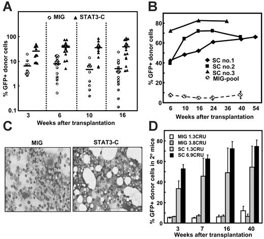 Figure 2. Long-term maintenance of the ability of STAT3-C to enhance the regenerative activity of transplanted bone marrow cells. (A) Regenerative activity of transduced bone marrow cells in mice that received a transplant of limiting numbers of transduced CRUs. Cells (4-5 × 104) from 5-FU–pretreated Pep3b mice were transduced with MIG or Stat3-C and then transplanted into each B6 recipient in 3 independent experiments (5-6 mice per group per experiment). Assays for the frequency of GFP+ CRUs in the cells injected showed that the primary recipients were given either 0.3 MIG or 0.5 to 0.8 Stat3-C–transduced CRUs each. Shown are the percent GFP+ WBCs present in the blood of individual mice at the times shown. In the third experiment, the mice were analyzed after 6 and 16 weeks only, and mean values, indicated by the bars, are based on values from both positively and negatively engrafted mice. (B) Long-term follow-up of mice repopulated with Stat3-C–transduced cells. Individual mice repopulated with Stat3-C–transduced cells from the experiments shown in panel A were monitored for up to 54 weeks for the continued presence of GFP+ WBCs. Also shown for comparison is the mean ± SEM of values obtained for the 5 positively engrafted mice that received a transplant of MIG-transduced cells. (C) Normal appearance of bone marrow of mice that received a transplant of each type of transduced cells. Shown are representative touch smears of pelvic bone marrow 40 weeks after transplantation of mice with transduced cells. (D) Reactivation of the enhancing effect of STAT3-C following the transfer of Stat3-C–transduced cells from primary recipients into secondary mice. Marrow cells from the primary recipients shown in panel B were pooled, and aliquots containing the indicated numbers of GFP+ CRUs (determined in independent CRU assays) were transplanted into secondary irradiated B6 recipients. Values shown are the mean ± SEM of the percentage of GFP+ WBCs detected in the secondary mice at the times shown (a total of 12 secondary mice for each source of primary recipient cells assayed).