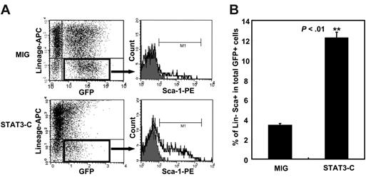 Figure 6. Forced expression of STAT3-C enhances the output of Sca-1+lin– bone marrow cells in vitro. Purified lin– bone marrow cells were transduced with MIG or Stat3-C and the cells were then maintained for an additional 48 hours under the same conditions (but without virus). The proportion of lin–Sca-1+ cells within the transduced (GFP+) population was then measured. (A) Representative FACS plots. (B) Mean percent ± SEM of results from 3 experiments. **P <.01.