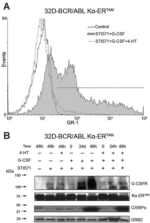 Figure 1. Induction of differentiation in STI571-treated 32D-BCR/ABL cells is dependent on C/EBP activity. Gr-1 expression at 48 hours (A) and C/EBPα and G-CSFR levels at the indicated times (B) in STI571-treated 32D-BCR/ABL cells upon activation of Kα-ERTAM, a C/EBP transcription repressor. Levels of Kα-ERTAM were detected with anti-C/EBPα (14AA) raised against the C-terminus; endogenous C/EBPα was detected with anti-C/EBPα15C8 raised against amino acids 1 to 14 of mouse C/EBPα. GRB2 levels were measured as control of equal loading.