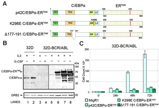 Figure 2. Effects of C/EBPα on 32D-BCR/ABL cells numbers. (A) Schematic diagram of wild-type and mutant C/EBPα-ERTAM chimeric proteins. (B) Levels of endogenous C/EBPα and ectopic C/EBPα-ERTAM in 32Dcl3 (lanes 1-2), in 32D-BCR/ABL cells (lanes 3-4), or in 32D-BCR/ABL cells transduced with the MigRI empty vector (lane 5) or wild-type or mutant C/EBPα-ERTAM (lanes 6-8). The anti-C/EBPα blot was exposed for 2 minutes (lanes 1-4) or 10 seconds (lanes 5-8). (C) Cell counts of 4-HT–treated MigRI- or C/EBPα-ERTAM–transduced 32D-BCR/ABL cells. Values represent mean ± SD of 3 different experiments.
