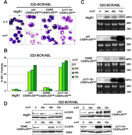 Figure 3. Effects of C/EBPα on differentiation of 32D-BCR/ABL cells. Morphology (A), Gr-1 levels (B), MPO (C), and G-CSFR expression (D) in 4-HT–treated 32D-BCR/ABL cells retrovirally transduced with MigRI or C/EBPα-ERTAM.