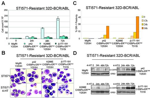 Figure 4. Effects of C/EBPα on STI571-resistant 32D-BCR/ABL cells. Cell counts (A), morphology (B), Gr-1 levels (C), and G-CSFR expression (D) in STI571-resistant 32D-BCR/ABL cells upon 4-HT activation of C/EBPα-ERTAM. Cell count values represent mean ± SD of 3 different experiments.