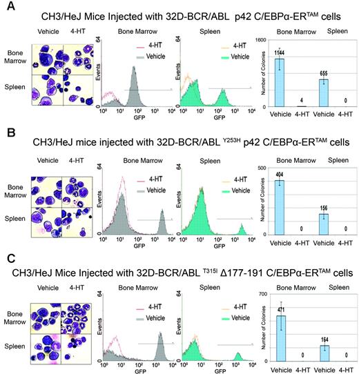 Figure 5. In vivo effects of C/EBPα activation in STI571-sensitive and -resistant 32D-BCR/ABL cells. Mice were injected with C/EBPα-ERTAM-expressing 32D-BCR/ABL cells (A), C/EBPα-ERTAM–expressing 32D-BCR/ABLY253H cells (B), or Δ177-191 C/EBPα-ERTAM 32D-BCR/ABLT315I cells (C) and were treated with vehicle alone or with 4-HT for 15 consecutive days. (left panels) Morphology, (middle panels) GFP positivity, and (right panels) colony formation of bone marrow and spleen cells isolated at the end of treatment. Colony number values represent mean ± SD of 3 different experiments.