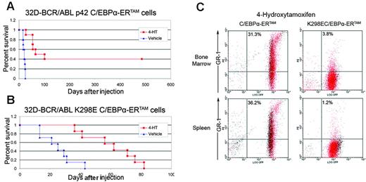 Figure 7. Effect of C/EBPα activation on survival of mice injected with 32D-BCR/ABL cells and on in vivo differentiation of 32D-BCR/ABL cells. (A) Survival of mice (n = 10) injected with p42 C/EBPα-ERTAM 32D-BCR/ABL cells (105/mouse) and left untreated or treated with 4-HT (1 mg/d for 15 consecutive days). (B) Survival of mice (n = 7) injected with K298E C/EBPα-ERTAM 32D-BCR/ABL cells (105/mouse) and left untreated or treated with 4-HT (1 mg/d for 15 consecutive days). (C) Gr-1 levels in GFP-positive 32D-BCR/ABL cells expressing p42 C/EBPα-ERTAM or K298E C/EBPα-ERTAM and treated with 4-HT.