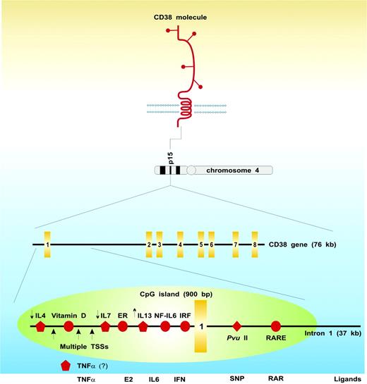 Figure 1. Schematic portrait of the human CD38 molecule and gene. Full details may be found in the pertinent sections of the paper. The yellow rectangles identify the single exons; the green oval, the CpG island; the red circles, specific responsive elements in the regulatory region of the gene; the red pentagons, regulatory interleukins for which no responsive element has been identified (the small arrows indicate whether they exert upmodulatory or downmodulatory effects); the red diamond, the polymorphic site; ER, estrogen-responsive element; IRF, interferon-responsive element; RARE, retinoic acid–responsive element; TSSs, transcription start sites (indicated by the big arrows); E2, estrogen; SNP, single-nucleotide polymorphism; and RAR, retinoic acid receptor. The modulatory role of TNFα on CD38 expression is unpublished (Mone Zaidi, personal communications, January 2006).