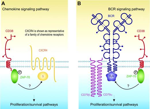 Figure 2. Model showing the functional link between CD38 and ZAP-70 and their role in activating proliferation/survival pathways in CLL cells. (A) CD38 activation leads to the direct tyrosine phosphorylation of ZAP-70 (indicated by the black P) and this event is in turn linked to the signaling pathways controlled by CXCR4, CXCR3, and CCR7 (only CXCR4 is shown, for sake of simplification). G indicates G protein. (B) CD38 activation leads to the direct tyrosine phosphorylation of ZAP-70 (indicated by the black P), further sustaining the signal mediated by the BCR.