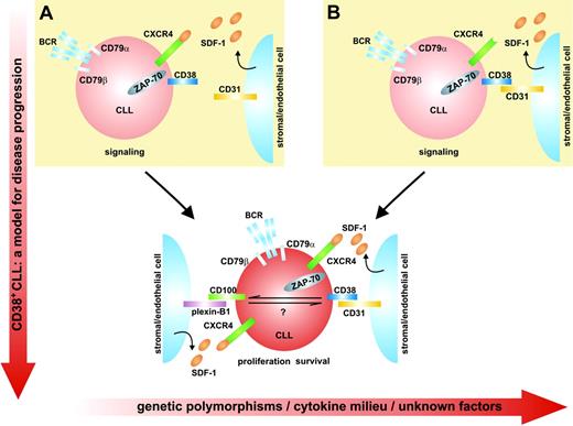Figure 3. Model for disease progression of CD38+ CLL cells. (A) Chemokines may generate molecular gradients that guide CD38+cells to CD31+stromal cells and thus initiate the CD38 signaling pathway. (B) CD38+ CLL cells can alternatively be attracted to CD31+ cells, which in turn synthesize and secrete survival chemokines. These mechanisms accumulate in CLL cells, leading to the progressive implementation and exasperation of signaling pathways, ultimately causing disease progression and eventually acute transformation. The y-axis shows disease progression, whereas the x-axis lists potentially confounding elements.