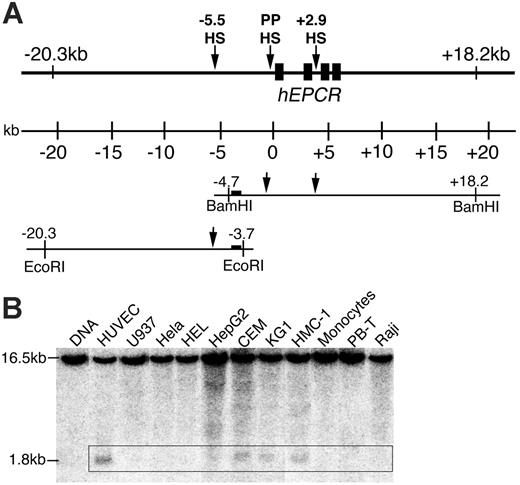 Figure 1. DNaseI hypersensitive (DH) site mapping around the hEPCR locus. (A) Schematic representation of the hEPCR locus. DH site mapping was performed using BamHI sites at –4.7 and +18.2 kb and EcoRI sites at –3.7 and –20.3 kb, as shown. Black rectangles represent hEPCR exons 1 to 4. Region used as probe is shown as a black box. Arrows indicate DH regions in the hEPCR proximal promoter (PPHS), intron 2 (+2.9HS), and at –5.5 kb (–5.5HS). (B) DH site mapping of EcoRI-digested DNA from different cell types. The EcoRI fragment shown in panel A was detected as a 16.5-kb band. In endothelial cells (HUVECs) and immature hematopoietic cell lines (CEM, KG1, HMC-1), a 1.8-kb band (boxed) was detected, indicative of a DH site at –5.5 kb (–5.5HS). Lane 1 indicates DNA undigested with DNaseI.