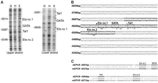 Figure 3. Cis-elements within –5.5HSCR are specifically occupied in endothelial cells. (A) Analysis of both DNA strands of the –5.5HSCR sequence by in vivo DMS footprinting. DMS methylation of naked genomic DNA (G) is compared with in vivo methylation of HepG2 (H) and HUVEC (E) DNA. Open circles represent at least 2-fold protection, and closed circles represent at least 2-fold enhancement of DMS reactivity of E relative to H and G. Potential transcription factor binding sites corresponding to the footprinted regions are indicated at the right of each gel image. (B) DNA sequence of both strands of –5.5HS (from –5835 to –5283 bp relative to the hEPCR ATG start codon) encompassing –5.5HSCR (bold). Guanines specifically footprinted in ECs are denoted by circles. Putative binding sites for 2 Ets (nos. 1-2), a GATA, and a Tal1 transcription factor are boxed and labeled. (C) Alignment of upper DNA strand of –5.5HSCR with its murine counterpart (located –8.3 kb relative to mEPCR).