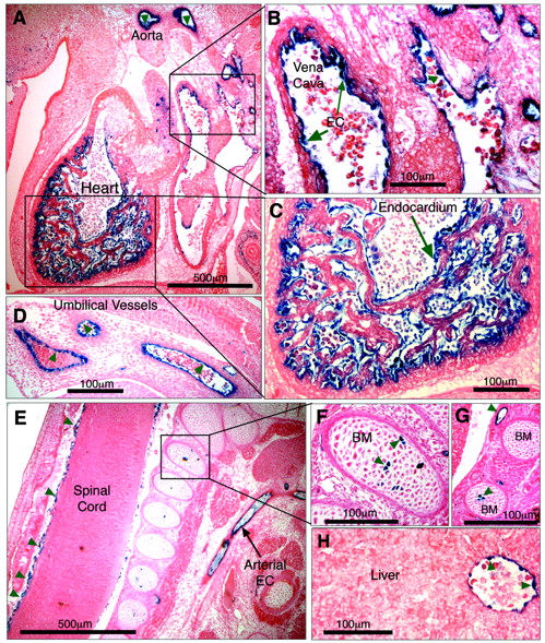 Figure 7. –5.5HS functions as an autonomous endothelial enhancer in transgenic mice. Transgenic embryos generated with LacZ under the control of –5.5HS/SV40P were harvested at approximately E12.5, whole-mount stained with X-gal, sectioned, and counterstained with eosin. Sites of LacZ expression are dark blue (green arrows). In 4 of 4 transgenic embryos reporter gene expression was specifically detected in ECs, including those of the aorta and vena cava (A-B). In 1 embryo, very strong staining of the endocardium lining the chambers of the developing heart was seen (A,C). Transgene expression was also specifically detected in ECs of umbilical vessels (D), small vessels surrounding the spinal cord (E), and in the hepatic vein (H). In 2 of 4 embryos, strong staining in a small number of bone marrow (BM) cells was seen (E-G). Microscope images were captured using a Nikon 55i microscope coupled to a DSL1 camera and EclipseNET software (Nikon). Images were processed using Adobe Photoshop (Adobe Systems, San Jose, CA). Objectives used were as follows: 4×/0.75 NA (A, E) and 20×/0.75 (B-D, F-H).