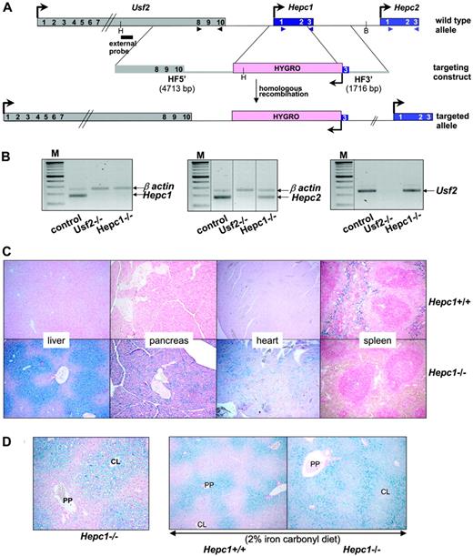 Figure 1. Generation of the Hepc1 knockout mice and phenotypic exploration. (A) Schematic representation of the targeting strategy. The structure of the Usf2/Hepc1/Hepc2 locus is shown at the top,6 the targeting construct in the middle and the resulting targeted allele at the bottom. The genes are represented by colored rectangles and the arrows represent the direction of the transcription. Restriction sites for HindIII (H) and BglII (B), used for Southern blot genotyping, and probe location are indicated. The arrowheads indicate the location of the primers designed for the RT-PCR (B). The scheme is not drawn to scale. HF indicates homologous fragments. (B) Level of specific Hepc1, Hepc2, and Usf2 transcripts in the livers of controls, Usf2–/– and Hepc1–/– mice age 6 to 8 months, as measured by RT-PCR. Following PCR, the amplified products (171 bp for Hepc1 and Hepc2 and 250 bp for β-actin and Usf2) were separated by electrophoresis on 1.5% agarose gel. M indicates 100-bp DNA ladders. The vertical dotted lines indicate assembly of noncontiguous lanes. (C) Perls staining of liver, pancreas, heart, and spleen sections. Typical liver, pancreas, and spleen sections (original magnification ×10) from Hepc1+/+ and Hepc1–/– mice age 4 months. Non-heme iron stains blue. (D) Perls staining of liver sections (original magnification ×10). Left, typical liver section of a 2-month-old Hepc1–/– animal. CL, centrolobular; PP, periportal. Right, liver sections from 2-month-old Hepc1–/– and Hepc1–/– animals submitted to an iron-rich diet for 14 days.