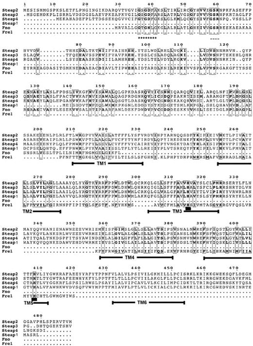 Figure 1. Multiple sequence alignment. Alignment of full-length Steap1, Steap2, Steap3, Steap4, Archaeoglobus fulgidus FNO, and the transmembrane region corresponding to amino acids 207 to 390 of S cerevisiae FRE1. Regions of high homology are boxed, and similar amino acids are depicted in bold. Predicted transmembrane domains of Steap family members are highlighted with solid bars. The Rossman fold motif, GXGXXA/G, is indicated by a series of asterisks. The predicted NAD(P)H binding motif is indicated by dashes. Conserved histidine residues predicted to be involved in heme binding are underlined in transmembrane domains 3 and 5.