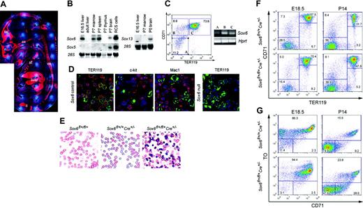 Figure 3. Sox6 is highly expressed and has cell-autonomous roles in erythroid cells. (A) Sox6 RNA in situ hybridization of a wild-type E15.5 fetus midsagittal section. The RNA signal is seen in red and cell nuclei blue. Tel indicates telencephalon; n, nasal cartilage; cc, chondrocranium; st, sternum; ve, vertebrae; and il, ilium. (B) Northern blots of RNA from mouse tissues, hybridized with Sox D probes. Staining of 28S RNA is shown as loading control. (C) Sox6 expression in E12.5 fetal liver cells. Three subpopulations, A to C, were sorted from wild-type tissue by CD71/TER119 FACS. Semiquantitative RT-PCR was performed for Sox6 and Hprt, the latter serving as loading control. (D) Immunofluorescence of cytospins from control and Sox6–/– P7 bone marrow cells incubated with Sox6 antibodies (red signal) and FITC-labeled TER119, c-kit, or Mac-1 antibodies (green signal). Cell nuclei are blue. (E) Blood smears of E15.5 control and Sox6fl+/fl+ErGFPCre mutant littermates. (F) CD71/TER119 FACS profiles of E18.5 fetal liver and P14 bone marrow in control and Sox6fl+/fl+ErGFPCre littermates. (G) CD71/TO FACS profiles of blood from E18.5 and P14 control and Sox6fl+/fl+ErGFPCre littermates.